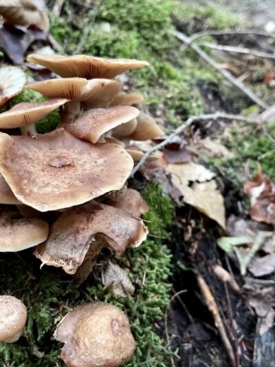 Parker Pond Headland Preserve - Fayette, ME