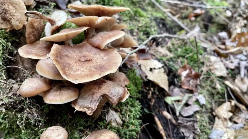 Parker Pond Headland Preserve - Fayette, ME