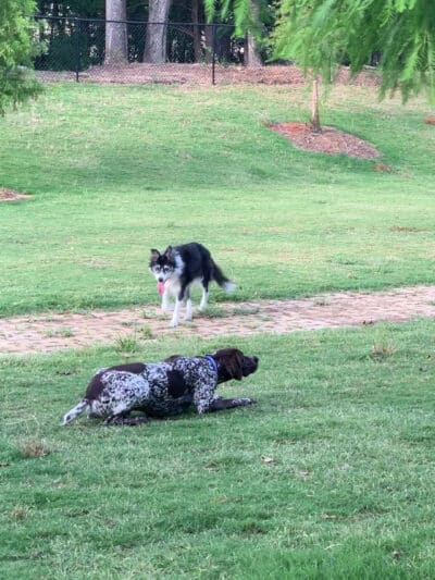 Lakeside Village Dog Park - Flower Mound, TX