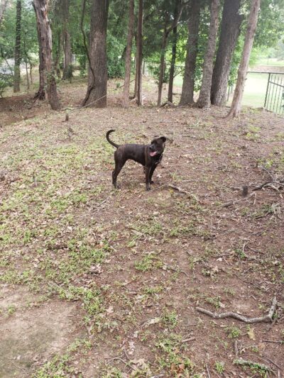 Lakeside Village Dog Park - Flower Mound, TX