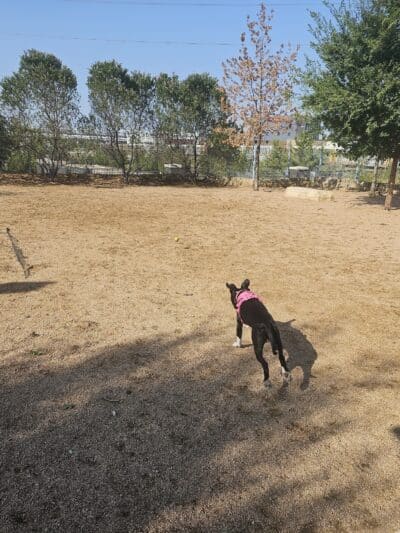 Calhound Dog Park - Fort Worth, TX