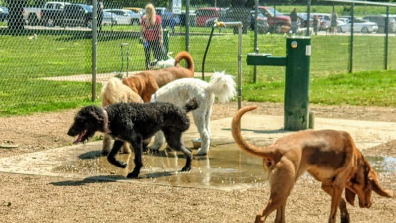 Ft. Woof Dog Park - Fort Worth, TX