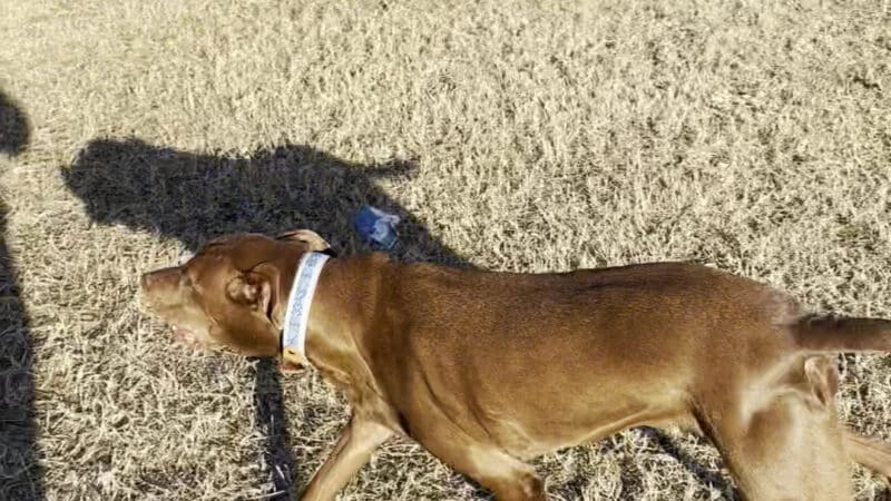 Ft. Woof Dog Park - Fort Worth, TX
