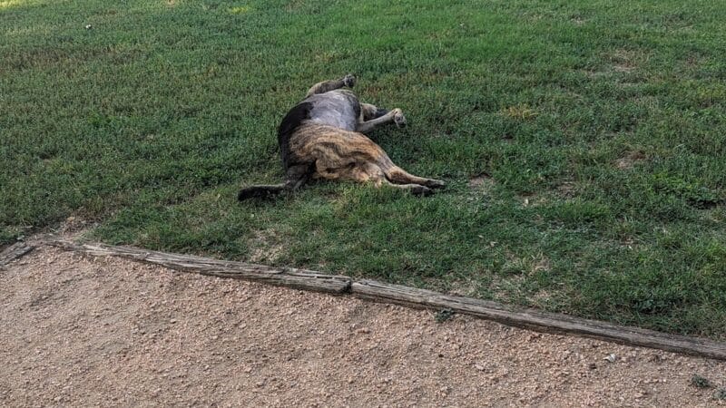 Ft. Woof Dog Park - Fort Worth, TX