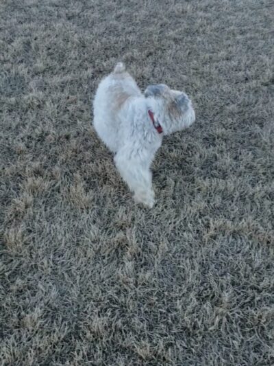 Llano Springs Dog Park - Fort Worth, TX