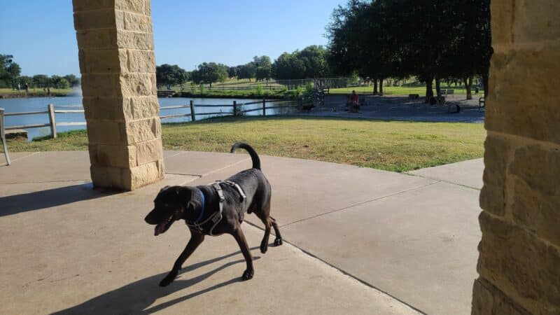 Z Bonz Dog Park - Fort Worth, TX