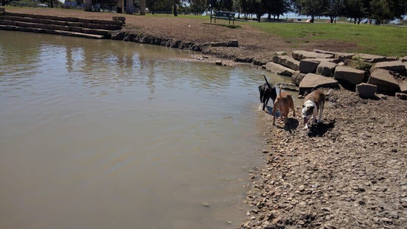 Z Bonz Dog Park - Fort Worth, TX