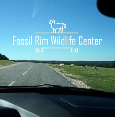 Fossil Rim Wildlife Center - Glen Rose, TX