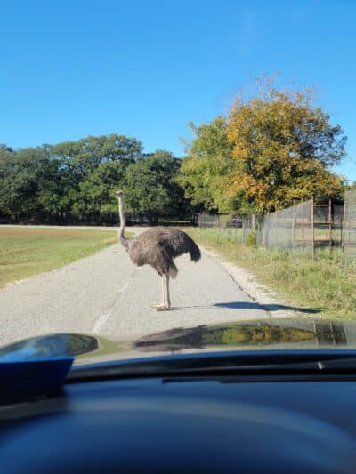 Fossil Rim Wildlife Center - Glen Rose, TX