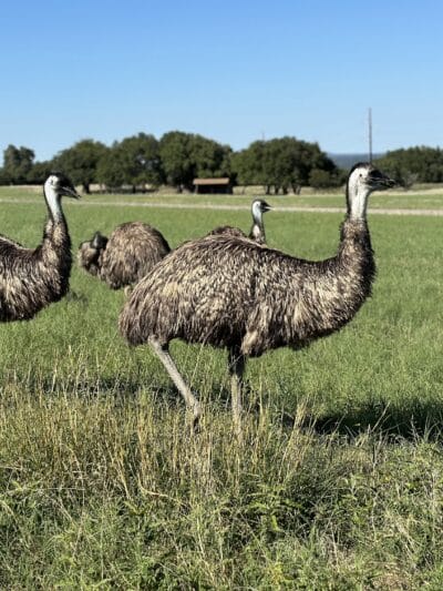 Fossil Rim Wildlife Center - Glen Rose, TX