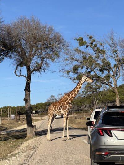 Fossil Rim Wildlife Center - Glen Rose, TX