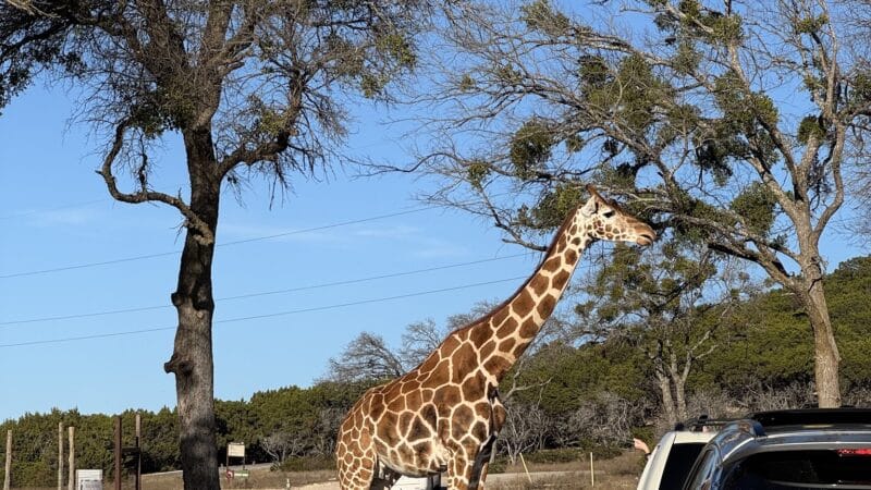 Fossil Rim Wildlife Center - Glen Rose, TX
