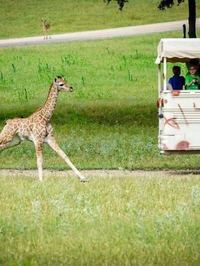 Fossil Rim Wildlife Center - Glen Rose, TX