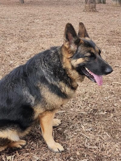 GCSD Dog Park - Groveland, CA