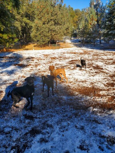 GCSD Dog Park - Groveland, CA