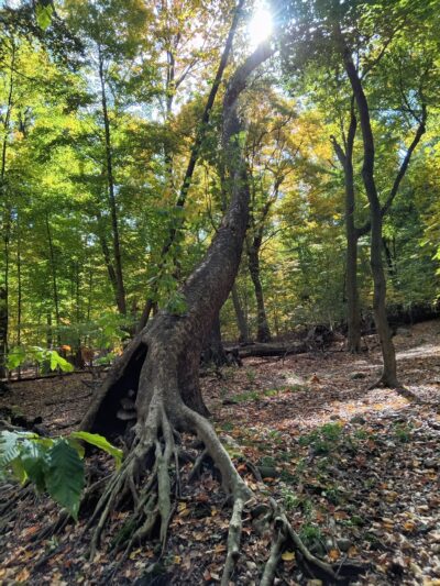 Borg's Woods Nature Preserve - Hackensack, NJ