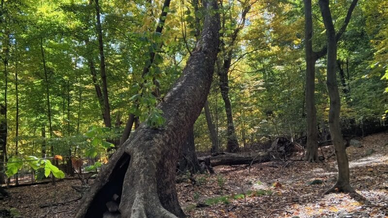 Borg's Woods Nature Preserve - Hackensack, NJ
