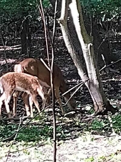Borg's Woods Nature Preserve - Hackensack, NJ