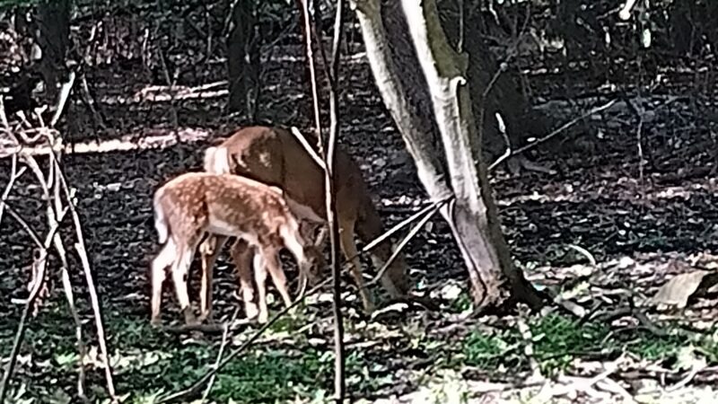 Borg's Woods Nature Preserve - Hackensack, NJ