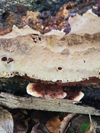 Borg's Woods Nature Preserve - Hackensack, NJ