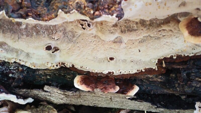 Borg's Woods Nature Preserve - Hackensack, NJ