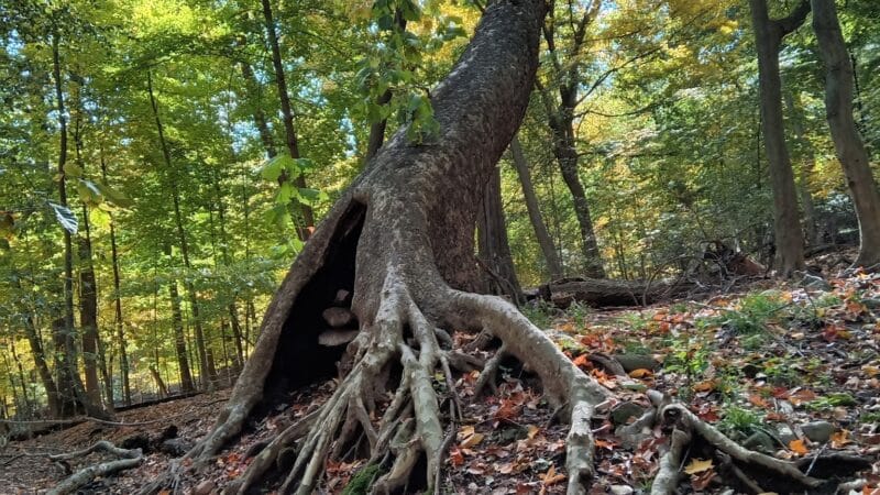 Borg's Woods Nature Preserve - Hackensack, NJ