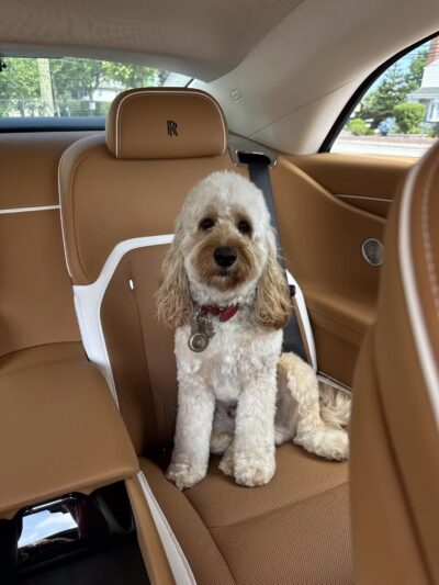 Sudzee pups - Hicksville, NY