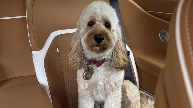 Sudzee pups - Hicksville, NY