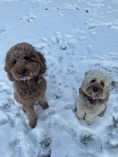 Sudzee pups - Hicksville, NY