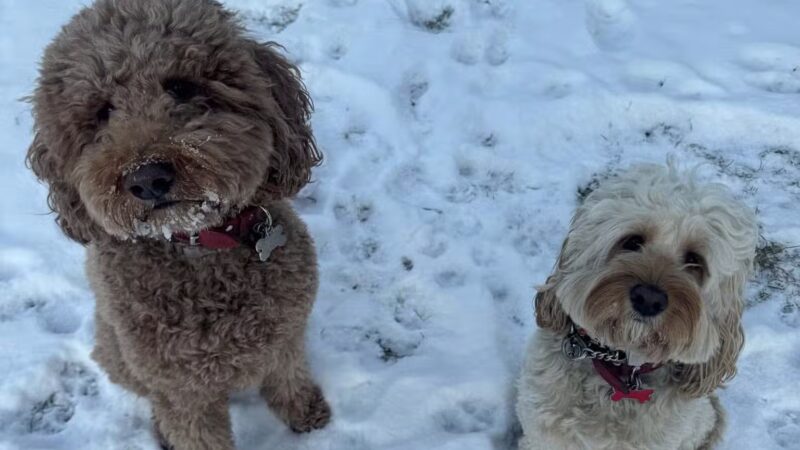 Sudzee pups - Hicksville, NY