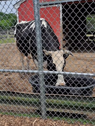 Brookhaven Ecology Site - Holtsville, NY