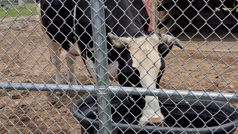 Brookhaven Ecology Site - Holtsville, NY