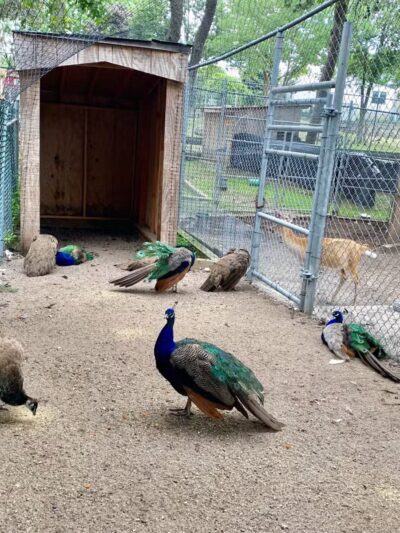 Brookhaven Ecology Site - Holtsville, NY