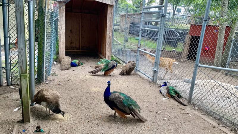 Brookhaven Ecology Site - Holtsville, NY