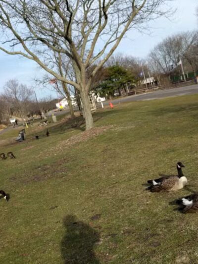 Holtsville Park - Holtsville, NY