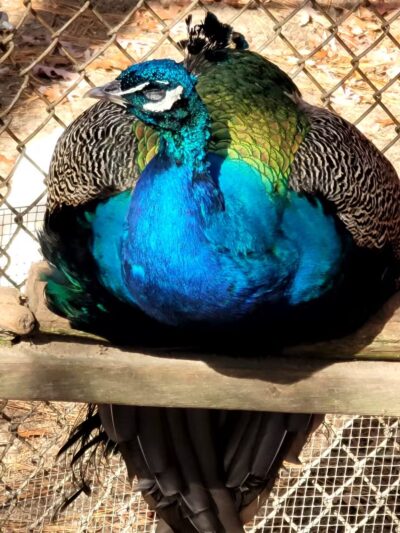 Holtsville Wildlife & Ecology Center - Holtsville, NY