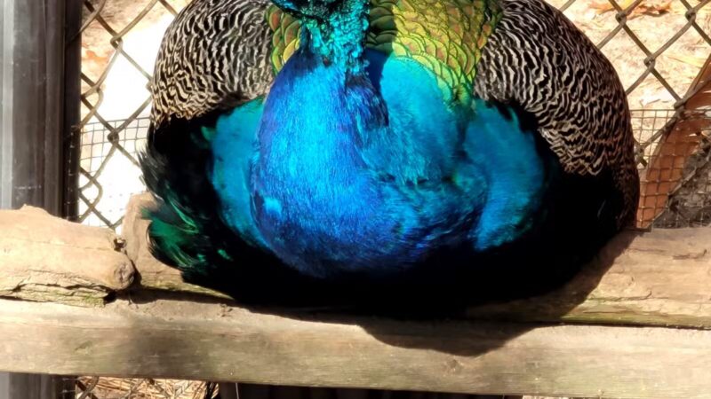 Holtsville Wildlife & Ecology Center - Holtsville, NY