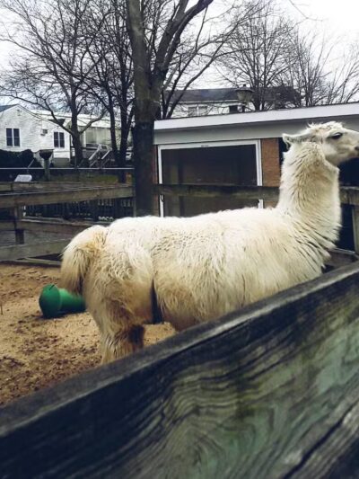 Holtsville Wildlife & Ecology Center - Holtsville, NY