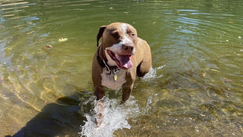 Dog & Pony Ranch - Jackson, CA