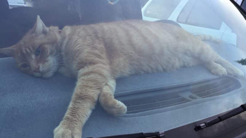 Humane Society of Tuolumne County - Jamestown, CA