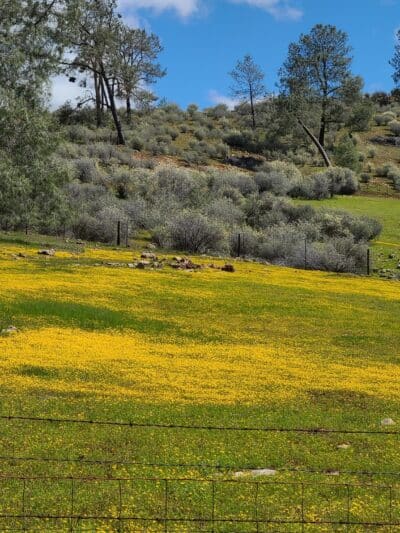 Red Hills Recreational Management Area - Jamestown, CA