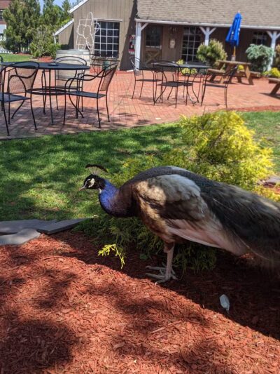 Jericho Commons - Jericho, NY