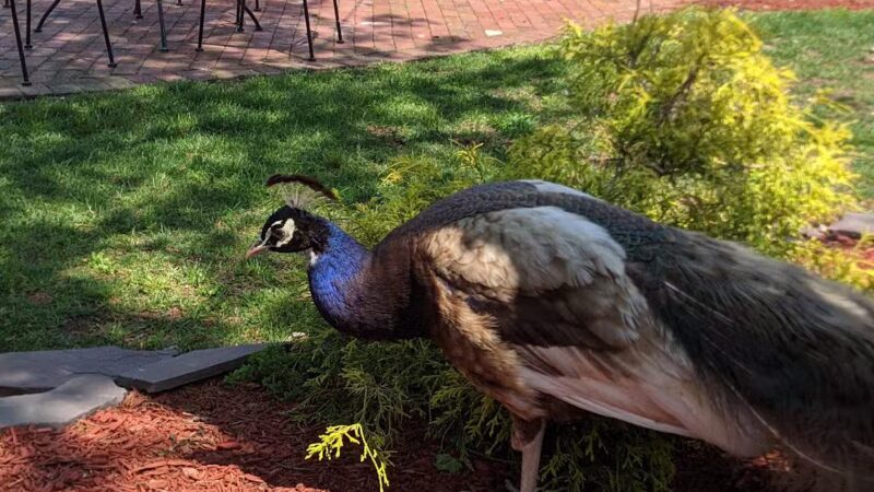 Jericho Commons - Jericho, NY