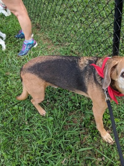 Kingsport Dog Park [MEMBERS ONLY] - Kingsport, TN