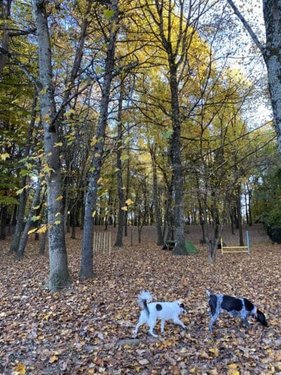 Kingsport Dog Park [MEMBERS ONLY] - Kingsport, TN