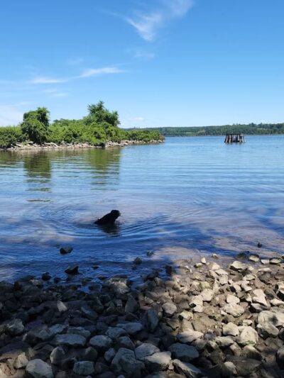 Kingston Point Dog Park - Kingston, NY