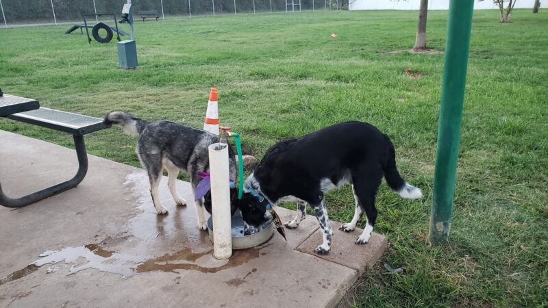 Lake Worth Dog Park - Lake Worth, TX