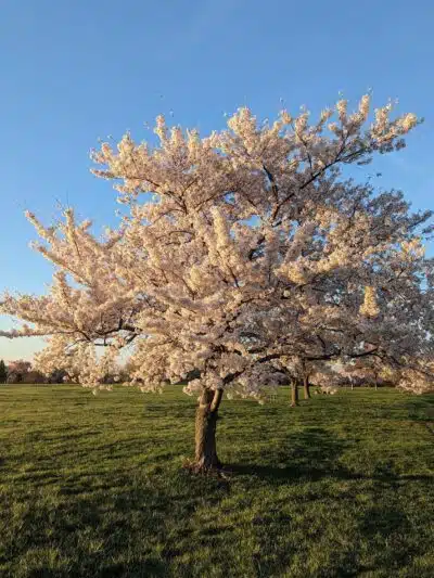 Overpeck Park Henry Hoebel Area - Leonia, NJ