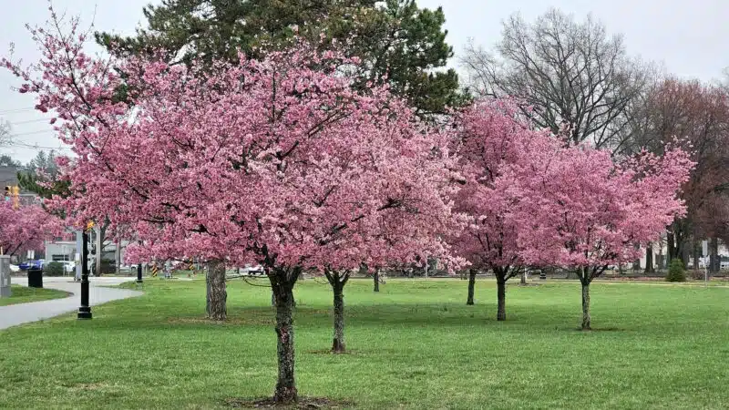 Overpeck Park Henry Hoebel Area - Leonia, NJ