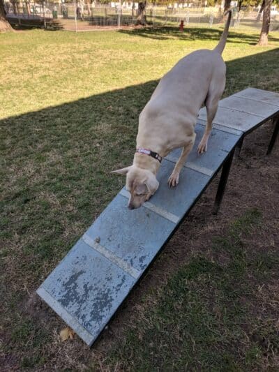 Manteca Dog Park - Manteca, CA